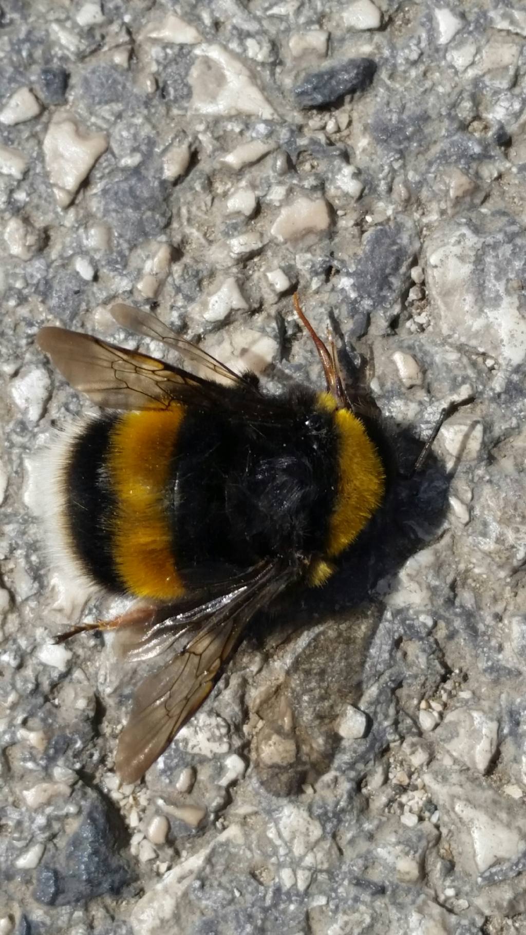 Calabrone? No,  un bombo: Bombus (Bombus) gr. terrestris (Apidae)